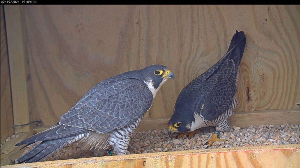 95 /AK 和 59 /BM 在巢穴中互相看著的圖像