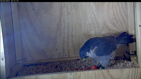 有四個雞蛋的雌性將第四個雞蛋移入刮刀