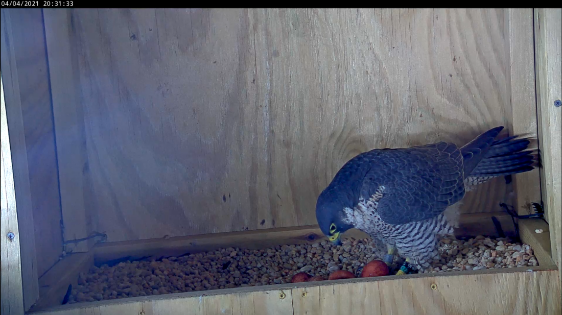 一隻有四個雞蛋的雌性獵鷹