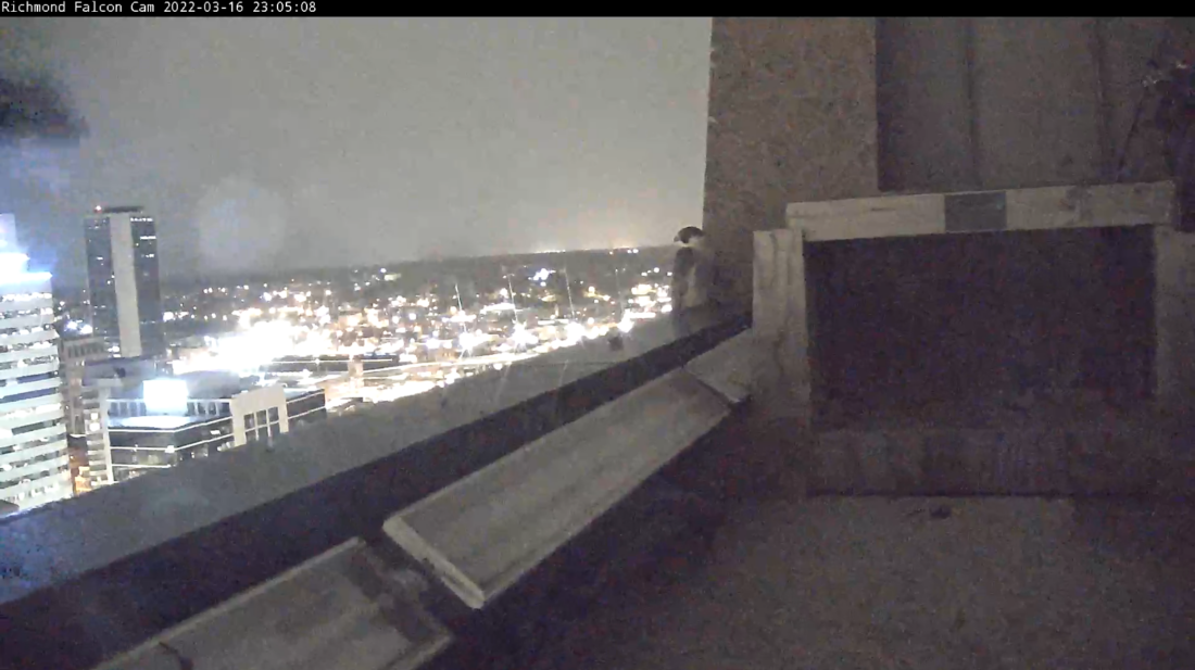 夜晚在巢箱附近棲息的雌鷹