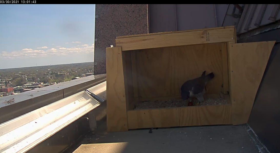 女性站在新產卵的上面。