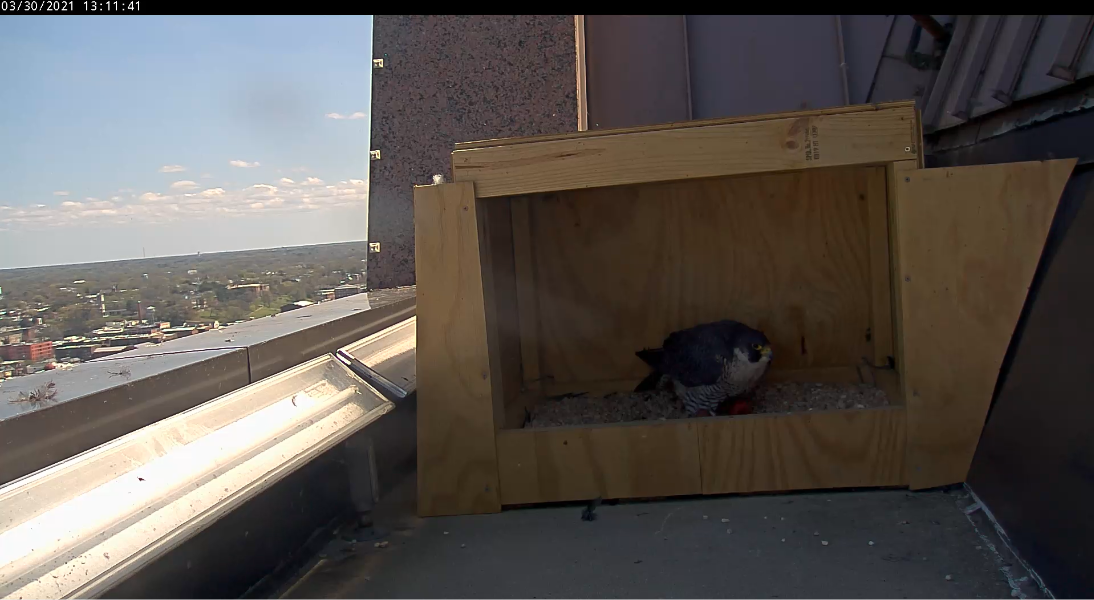 女性將自己放在兩個卵子上。