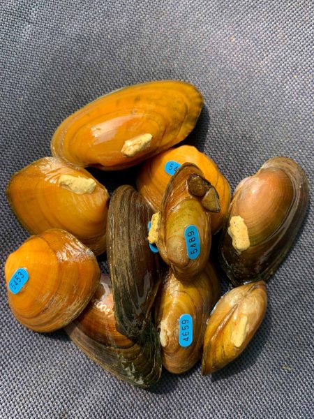 一堆被捕獲的牡蠣