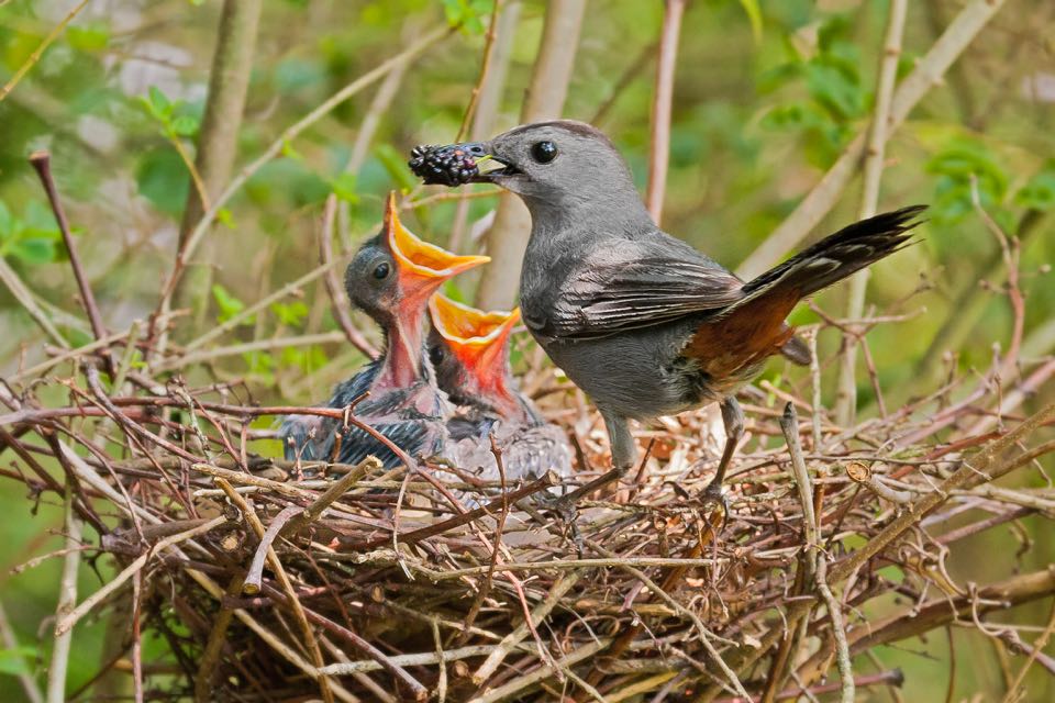 灰貓鳥餵養桑莓給幼苗