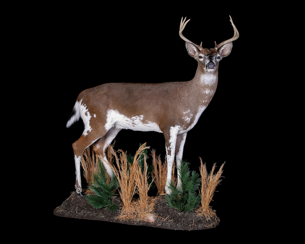 這隻鹿是一隻毛茸茸的鹿，它的腿、腹部和臀部上有白色斑點，融合了背部和頭部的棕色