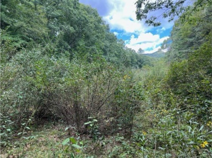 是蓋斯萊特 WMA 的項目地點的樹林叢林