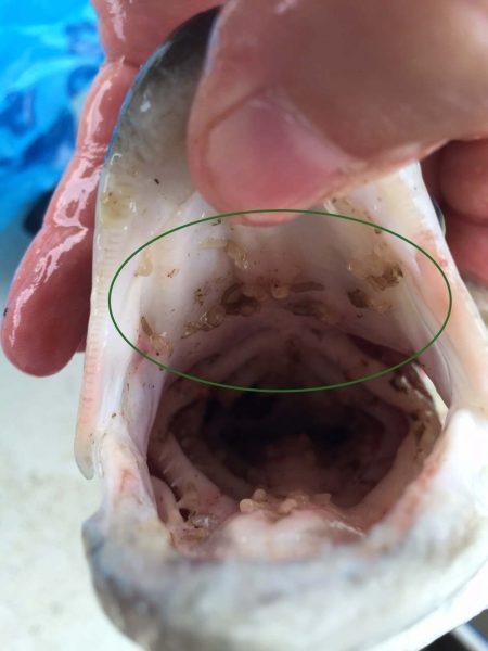 帶有魚的圖像；通過綠色圓圈突出顯示