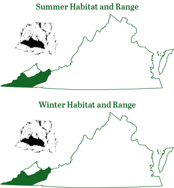 灰蝙蝠在阿帕拉奇省州最西部地區發現