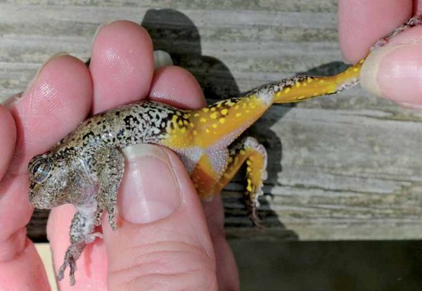 灰色樹蛙的圖像