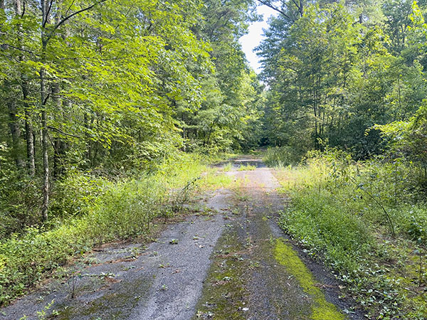 在早期的連續棲息地中，可以在恢復尚未恢復的道路中發現害羞的物種，例如東方的鳥類。照片來源：麗莎·米斯 