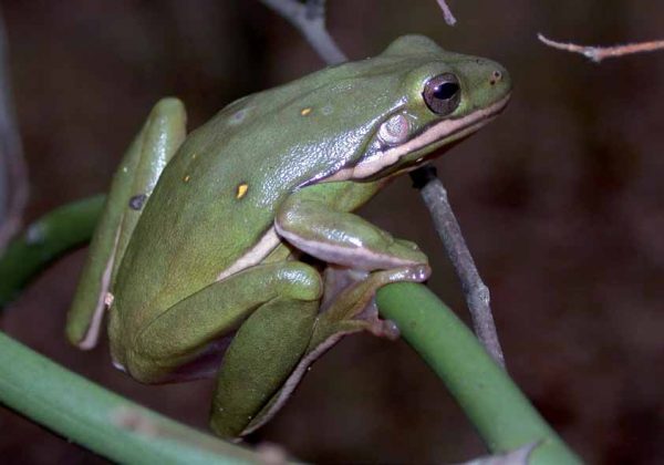 綠色樹蛙的圖像