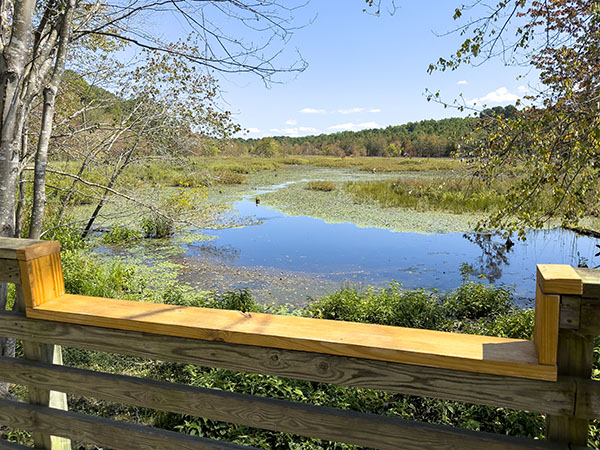 木板步道下降的軌道讓每個人都在池塘中尋找優質的白鷹和水鳥。照片來源：麗莎·米斯