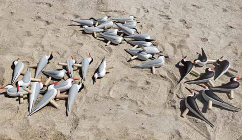 常見的燕尾魚、海鷗魚和黑色海豚誘惑;準備放置在新建的棲息地。