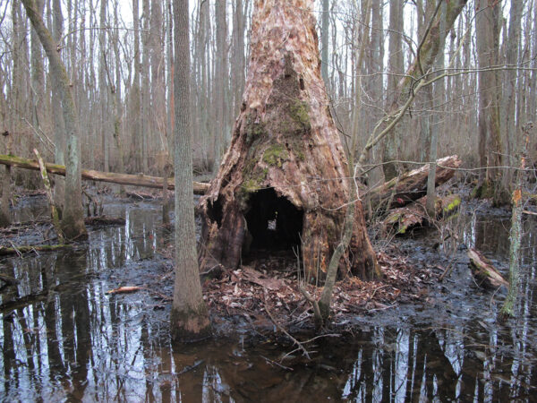 一棵禿柏樹可能是 Rafinesque's eastern big-eared bat 的棲息地。