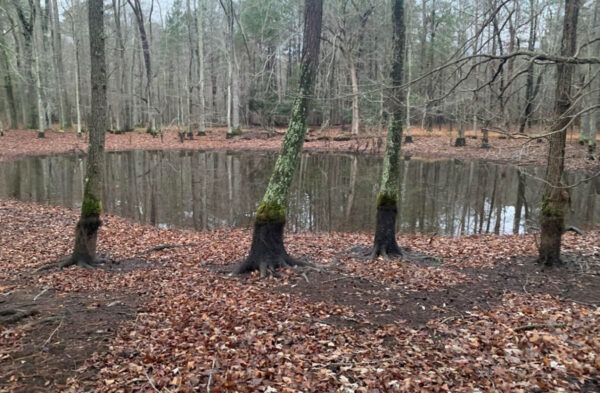 東虎山龍的繁殖棲息地。攝影： © JD Kleopfer - 州爬蟲學家 - DWR