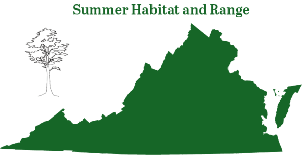 胡阿里蝙蝠在弗吉尼亞州各地發現