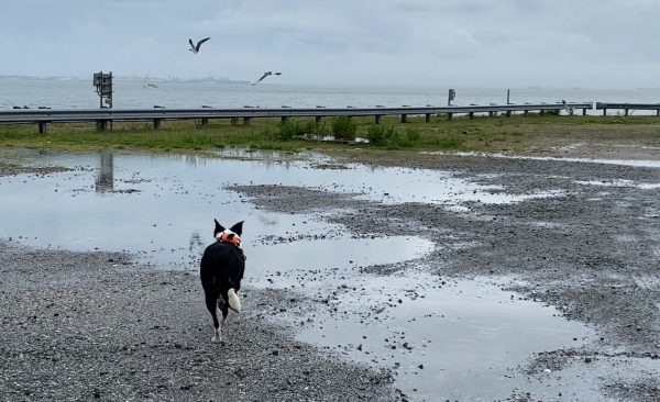 飛行床在 HRBT 北島上努力工作