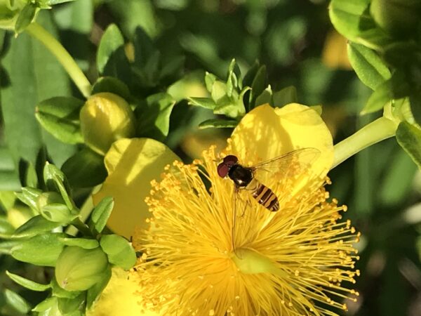 聖約翰草上的飛鳥圖像，它們模仿蜜蜂，但不刺痛並吃花蜜
