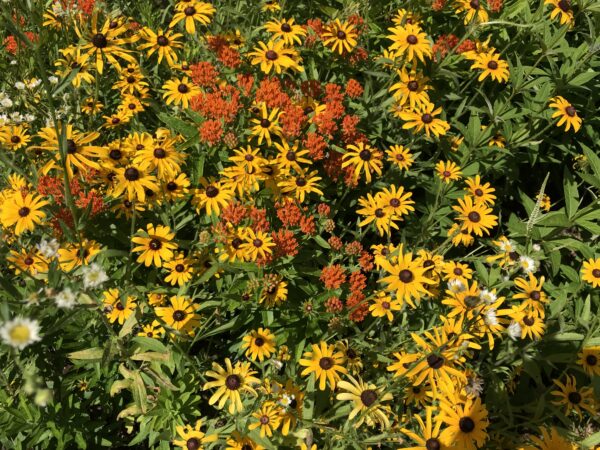 植粉者花園裡的各種花朵的圖像；它們通常是黃色和橙色，因為這些顏色受蜜蜂喜愛