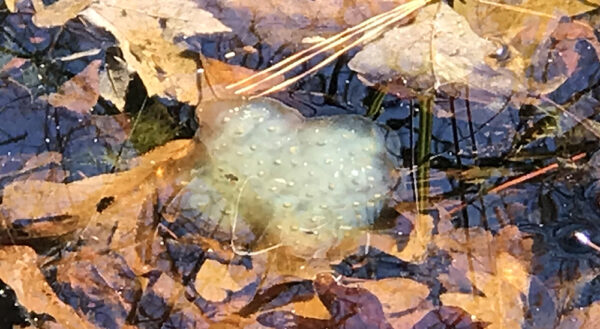 用於春池中的斑點山鼠的乳白色綠色蛋塊