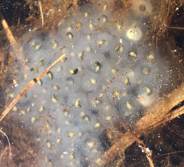 這些年幼的斑斑馬刺在乳白色蛋殼中的特寫,它們是黑色的,尾巴正在形成一個黃色斑點。