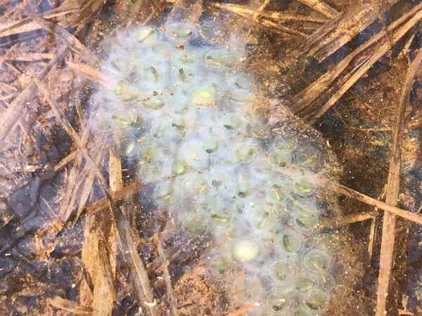 現在清晰的淡黃色斑點山鼠幼蟲的圖像;它們的巢狀物質已變成乳白色