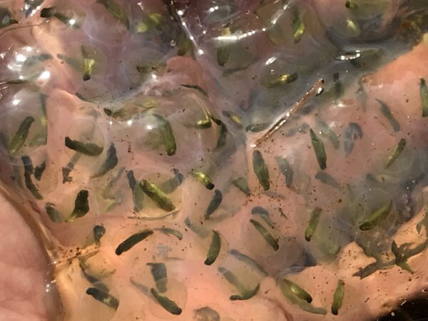 斑斑魚與共生藻相結合發育時看起來綠色