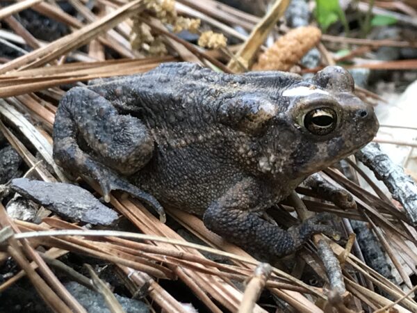 松針上的一隻公仔的圖像；許多動物會住在雨花園的邊界中。