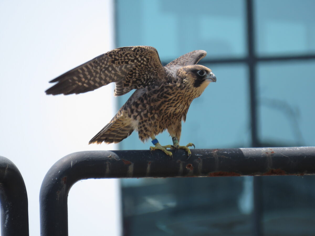 藍色坐在 14 樓露台的扶手上。