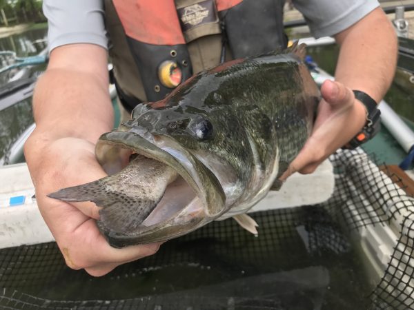 由 DWR 的一隻飼養的鮭魚製作了一頓大小的貝殼。