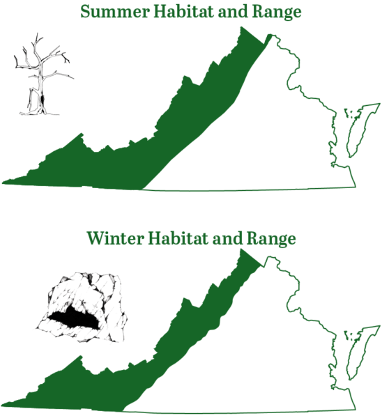 印第安納蝙蝠在弗吉尼亞州山區發現