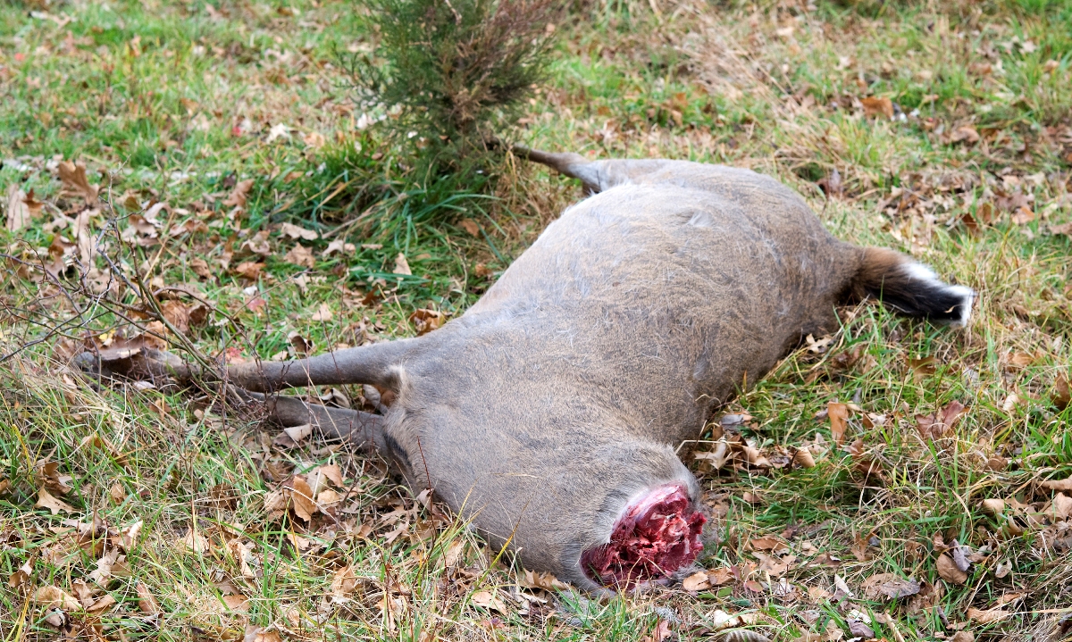 一個白尾鹿的圖像... 失去頭部；獵人只想要頭部，因此離開了身體的其餘部分。