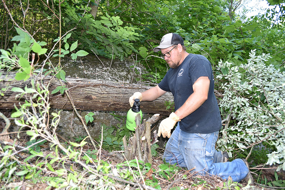 一名男子將綠色噴霧瓶中的化學物質塗在剛剛切斷的秋季橄欖莖上。