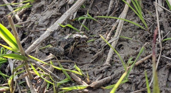 泥塘裡的板球青蛙的圖像
