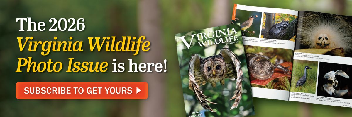 The 2026 Virginia Wildlife Photo Issue is here! 立即訂閱即可取得。 