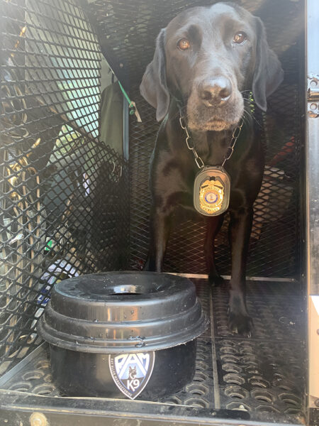 K 9 貝利在狗籠裡的黑人實驗室帶著她的特殊防潑水碗