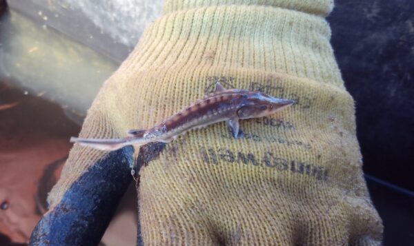 一隻小小、年輕的棕色鯊魚，長約 3 英寸，位於布料手套的背面。