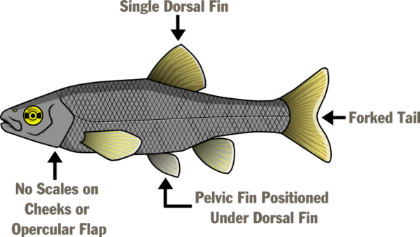 一個說明魚的不同部位的插圖-單背翅、叉尾、骨盆翅位於背翅下方，臉頰上沒有皮屑或表皮翻蓋。
