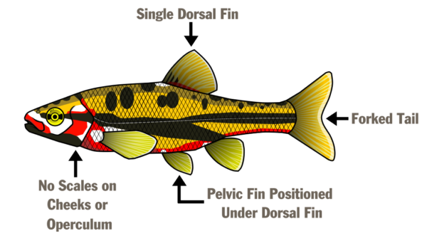 一個說明魚的部分的插圖-單個背翅、叉尾、骨盆翅位於背翅下方，臉頰或表皮上沒有皮屑。
