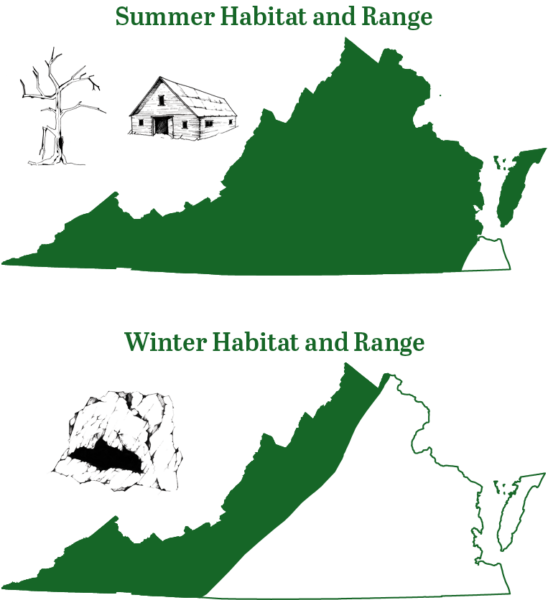 小棕色蝙蝠在夏季發現在弗吉尼亞州各地；在冬天，它們會在內陸遷移到西弗吉尼亞州的山脈