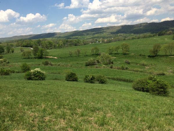 草地的圖像；理想的山羊角領土