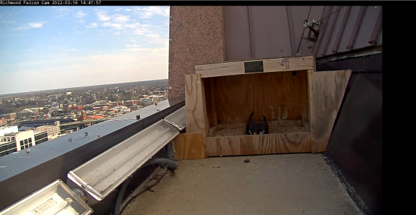 Female peregrine falcon maintains scrape