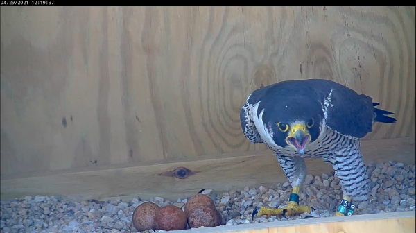 雄性有四個雞蛋