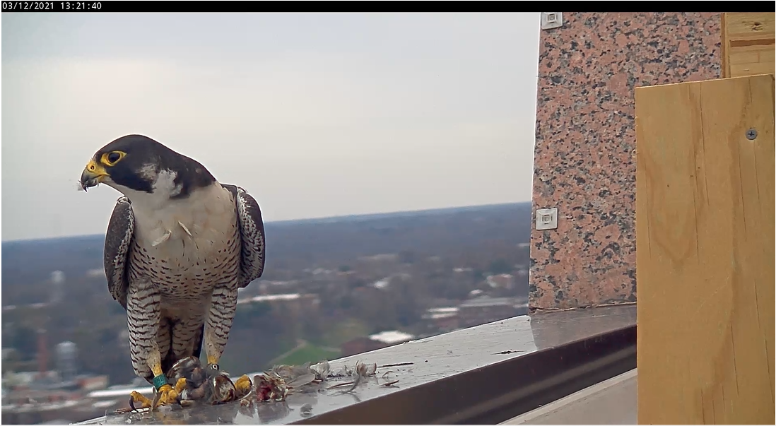雄鷹餵食最近被殺的歌麻雀