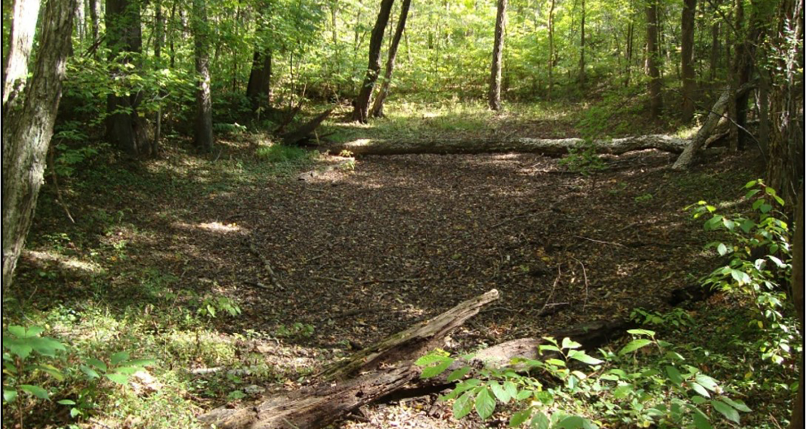 林中地面乾燥凹陷的照片。