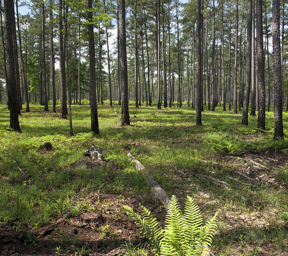 大伍茲 WMA 在規定燒傷後開始更新。 