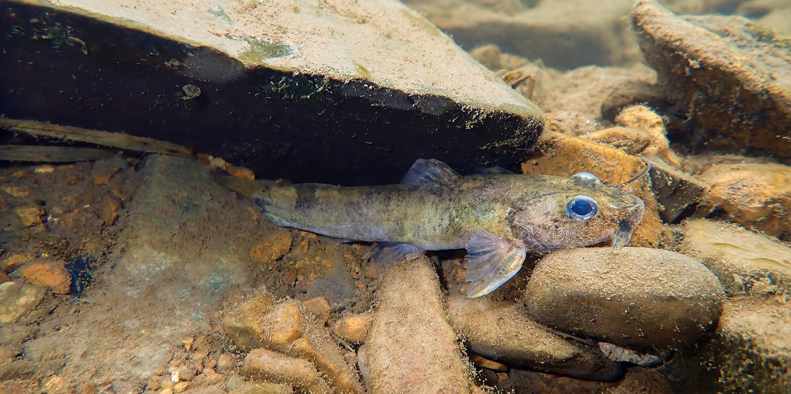 一隻小條紋黃色魚藏在岩石下的水下照片。