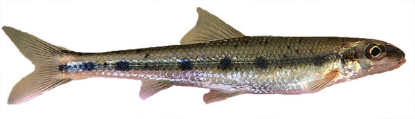 一隻橄欖背魚的圖像，它沿側有黑斑，被稱為斑點魚，是阿巴拉奇猴面的寄宿魚