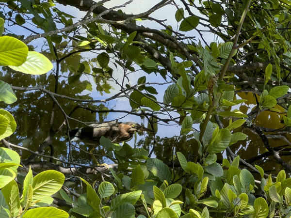 一隻綠色的鷹藏在池畔的樹中。照片來源：麗莎·米斯