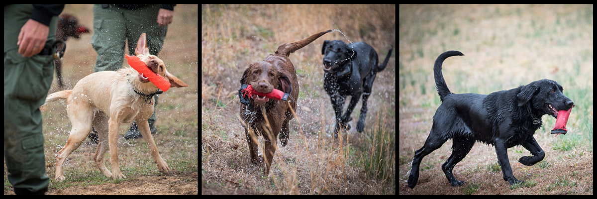 K 9 官員及其玩具的拼貼
